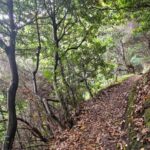 Madeira Porto da Cruz to Machico Self Hiking Tour with Transfer - Final Thoughts