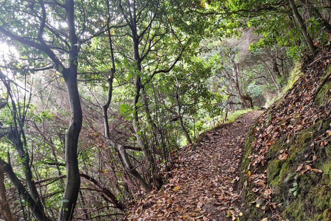 Madeira Porto da Cruz to Machico Self Hiking Tour with Transfer - Final Thoughts