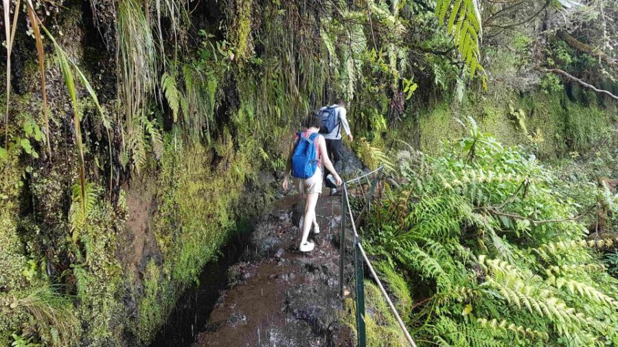 Madeira: Private Guided Levada Caldeirão Verde Walk PR9 - Final Thoughts: Who Is It Best For?