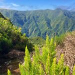 Madeira: Private Guided Vereda do Fanal Walk PR13 - An In-Depth Look at the Vereda do Fanal Walk
