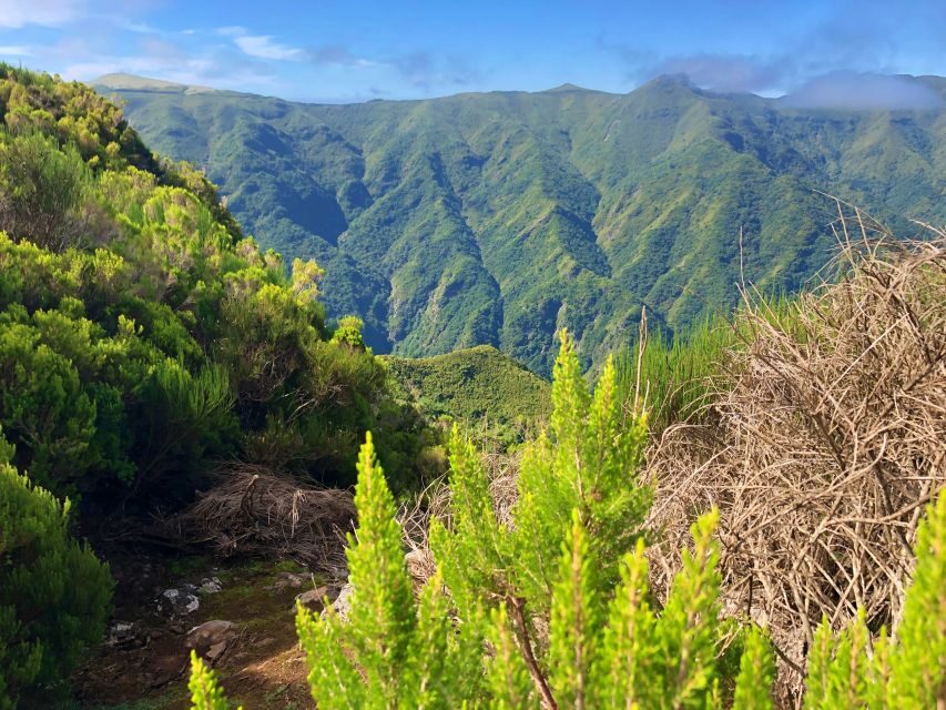 Madeira: Private Guided Vereda do Fanal Walk PR13 - An In-Depth Look at the Vereda do Fanal Walk