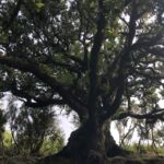 Madeira: Private Tour of Fanal Forest - A Detailed Look at the Fanal Forest Private Tour