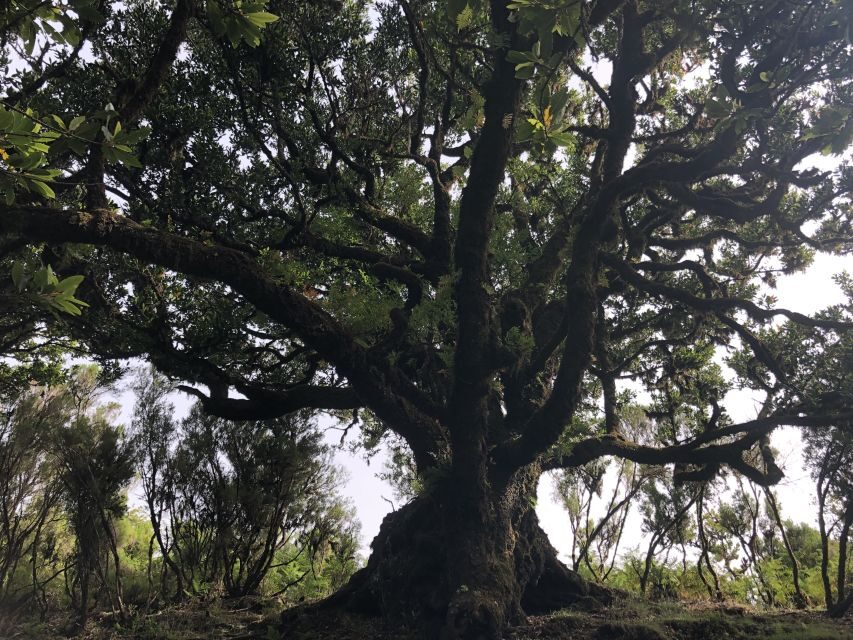 Madeira: Private Tour of Fanal Forest - A Detailed Look at the Fanal Forest Private Tour