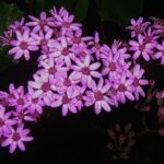 Madeira Walks - Rabaçal and the 25 Fountains - What’s Included and What to Bring