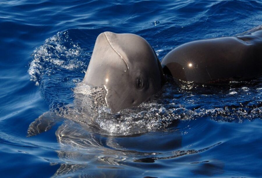 Madeira: Whale and Dolphin Watching Tour - Final Thoughts