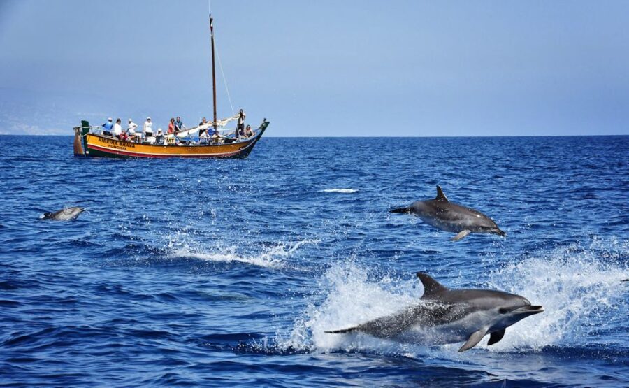 Madeira: Whale Watching Excursion in a Traditional Vessel - A Closer Look at the Whale Watching Experience