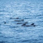 Madeira : Whales and Dolphins wooden boat excursion - Detailed Itinerary Breakdown