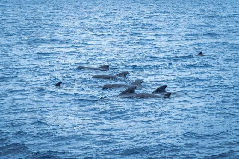 Madeira : Whales and Dolphins wooden boat excursion - Detailed Itinerary Breakdown