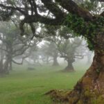 Madeira Wild West 4X4 Private Tour - Who Will Love This Tour?