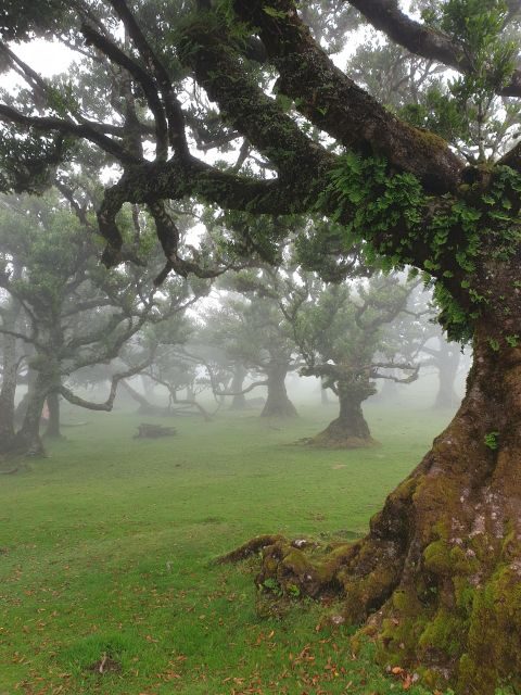 Madeira Wild West 4X4 Private Tour - Who Will Love This Tour?