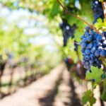 Madeira: Wine Safari Jeep Tour with Local Guide - A Detailed Look at the Madeira Wine Safari Jeep Tour