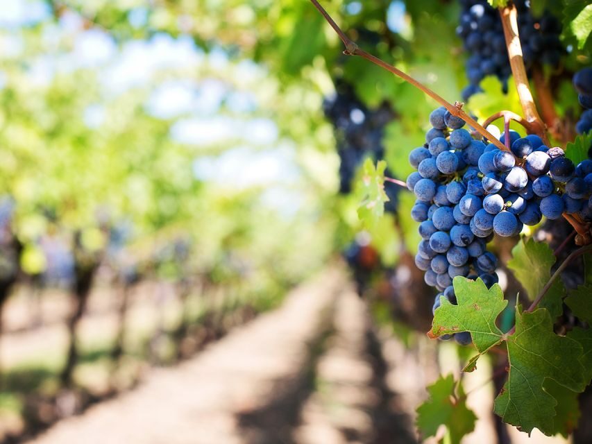 Madeira: Wine Safari Jeep Tour with Local Guide - A Detailed Look at the Madeira Wine Safari Jeep Tour