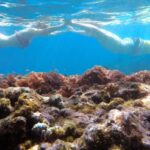 Madeiras Marine Reserve: Kayak & Snorkelling Trip - Who Should Consider This Tour?