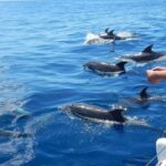 Magic Dolphin Celebrity - The Sea Adventure: Catamaran Cruise and Wildlife Watching