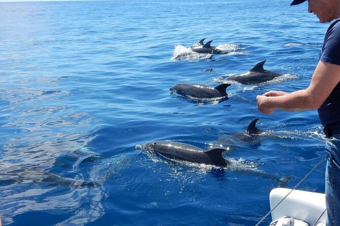 Magic Dolphin Celebrity - The Sea Adventure: Catamaran Cruise and Wildlife Watching