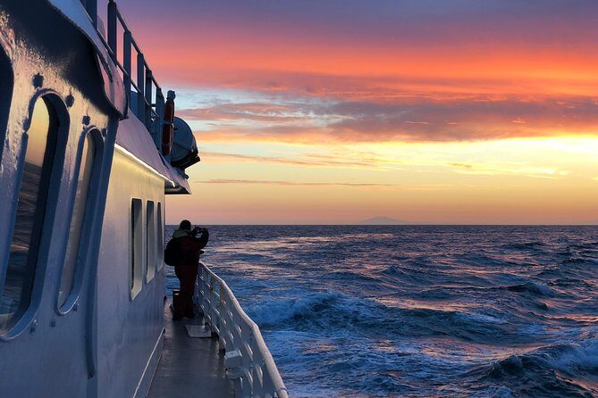Magical Whales in the Midnight Sun | from Reykjavik - FAQ