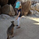 Magnetic Island Afternoon Tour - Exploring the Highlights of Magnetic Island in Comfort and Style