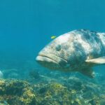 Magnetic Island: Snorkel Discovery Tour - Value and Overall Experience