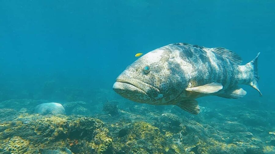 Magnetic Island: Snorkel Discovery Tour - Value and Overall Experience