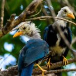 Mahahual and Costa Maya Birdwatching - Frequently Asked Questions
