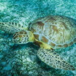 Mahahual: Snorkel Tour in Reef Lagoon - A Closer Look at the Mahahual Snorkel Experience