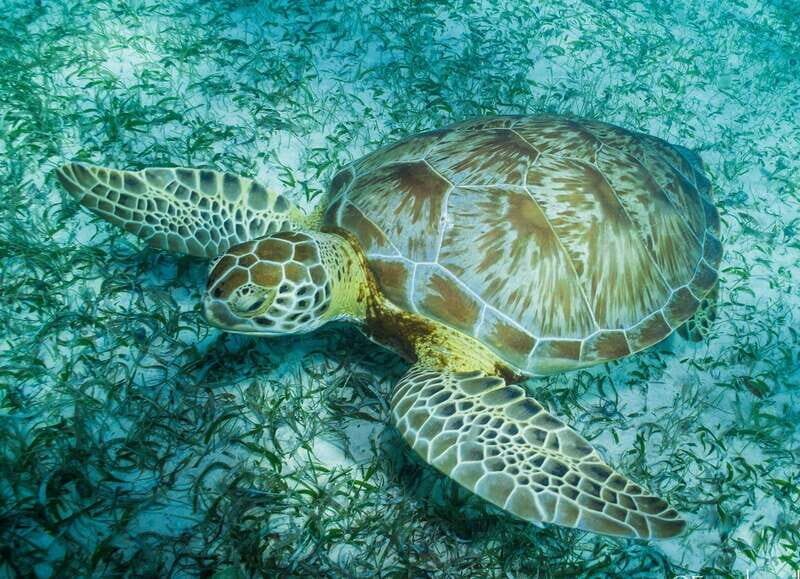 Mahahual: Snorkel Tour in Reef Lagoon - A Closer Look at the Mahahual Snorkel Experience