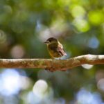 Maiala Rainforest Tour - FAQ