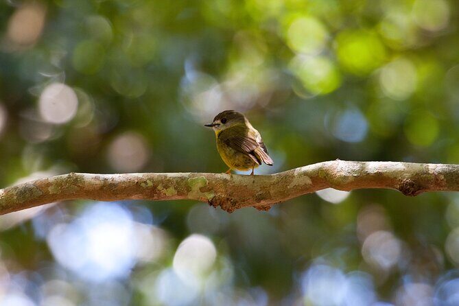 Maiala Rainforest Tour - FAQ