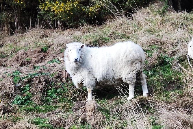 Mainland Peninsula Tour