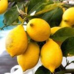 Maiori: Amalfi Coast Path of Lemons Day Trip with Tastings - The Experience in Detail