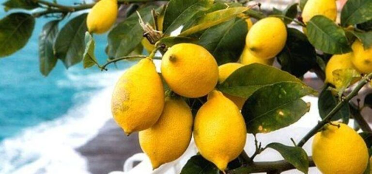 Maiori: Amalfi Coast Path of Lemons Day Trip with Tastings - The Experience in Detail