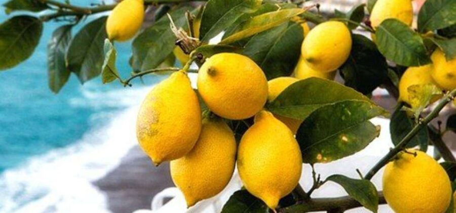 Maiori: Amalfi Coast Path of Lemons Day Trip with Tastings - The Experience in Detail