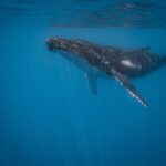 Majestic Encounter Respectful Whale Watching - What Makes This Tour Stand Out?