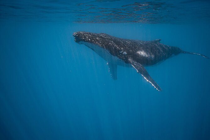 Majestic Encounter Respectful Whale Watching - What Makes This Tour Stand Out?