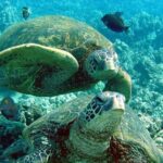 Makena Turtle Town Eco Adventure in Maui - Authentic Insights from Real Travelers