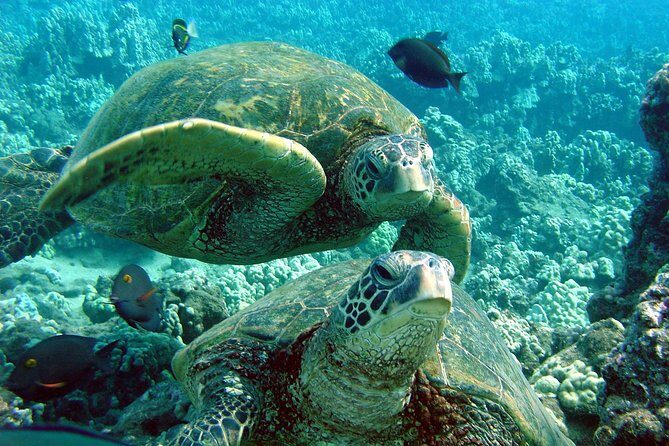 Makena Turtle Town Eco Adventure in Maui - Authentic Insights from Real Travelers