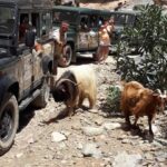 MALIA: East Crete Famous Places (Family and Child Friendly) - The Practical Side: What to Expect