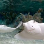 Mall of America: Sea Life Minnesota Aquarium Entry Ticket - Final Thoughts: Is It Worth It?