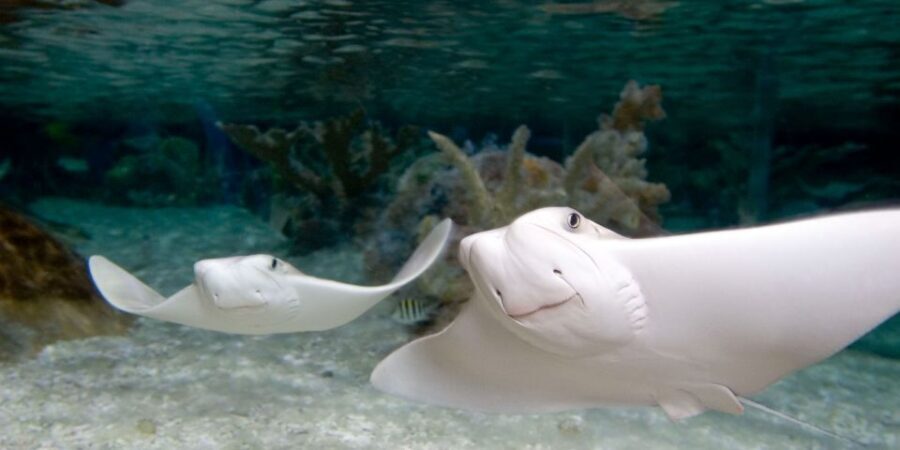 Mall of America: Sea Life Minnesota Aquarium Entry Ticket - Final Thoughts: Is It Worth It?