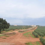 Mallorca: Bodega & Olives Minibustour with wine/oil tasting - Who Would Love This Tour?