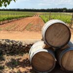 Mallorca: Discover the secret treasures of the local wine - Why This Tour Offers Great Value