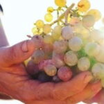Mallorca: Sunset Wine Tasting Minibus Bodega Tour - Final Thoughts: Who Is This Tour Best For?