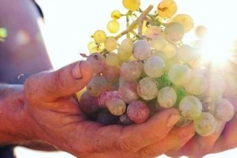 Mallorca: Sunset Wine Tasting Minibus Bodega Tour - Final Thoughts: Who Is This Tour Best For?
