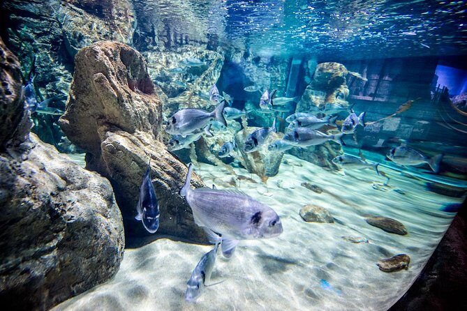 Malta National Aquarium Entrance Ticket - A Detailed Look at the Malta National Aquarium