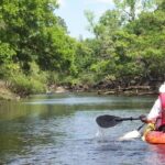 Manatee and Dolphin Kayaking Encounter - What the Experience Looks Like