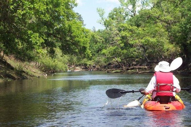 Manatee and Dolphin Kayaking Encounter - What the Experience Looks Like
