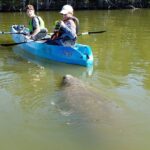 Manatee and Dolphin Kayaking | Wildlife Refuge (Titusville) - Who Would Love This Tour?