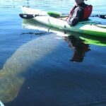 Manatee Kayak Encounter - Authentic Reviews and Insights