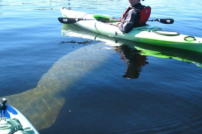 Manatee Kayak Encounter - Authentic Reviews and Insights