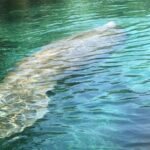 Manatee Springs Adventure Tour - Why This Tour Offers Good Value